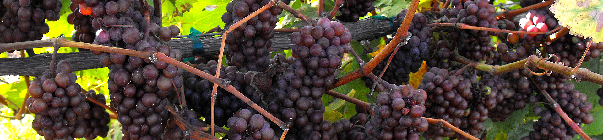 wine